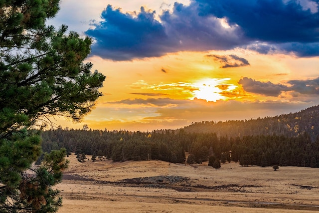 nature at dusk featuring a forest view