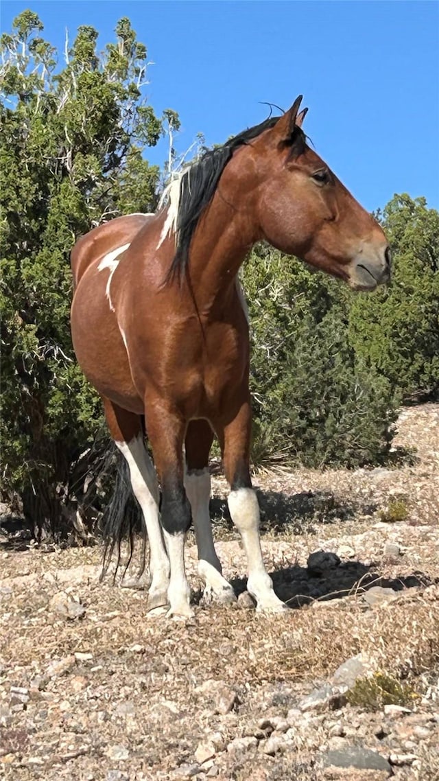 301 Camino De Las Huertas, Placitas, NM 87043 - exterior view
