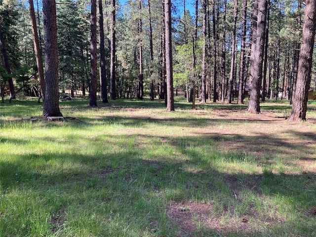 9 Bear Rd, Chama, NM 87520 - view of yard
