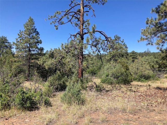 32 Doe Rim Loop, Los Ojos, NM 87551 - view of tree filled area