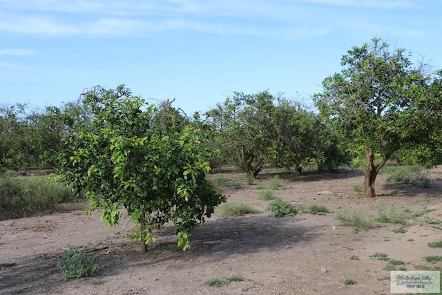 view of local wilderness with a rural view