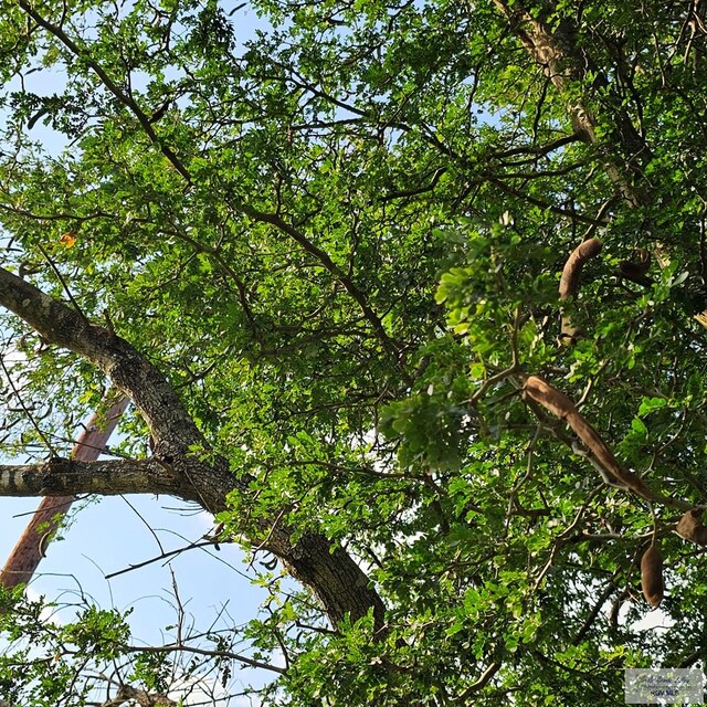 1130 N Sunset Dr, Harlingen, TX 78550 - view of undeveloped land