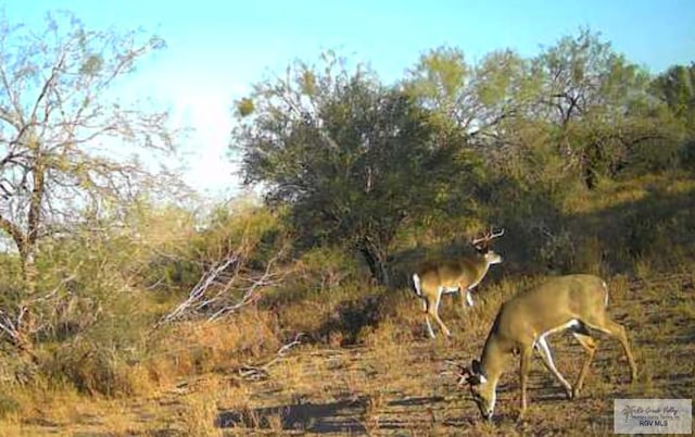 705ACRE Fm 2687, Zapata, TX 78360