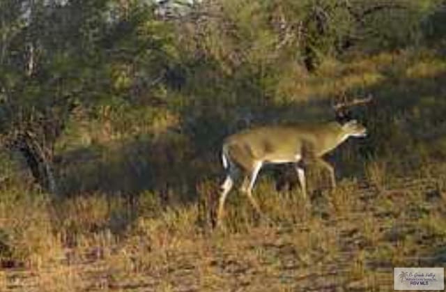 705ACRE Fm 2687, Zapata, TX 78360