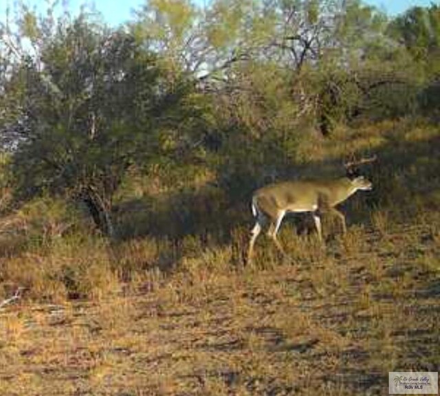 705ACRE Fm 2687, Zapata, TX 78360
