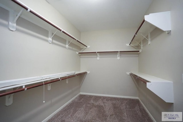 walk in closet featuring carpet