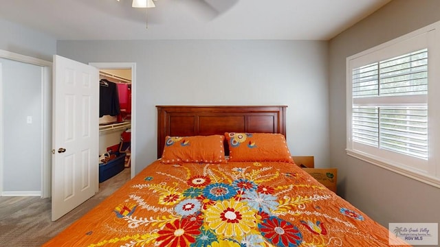 bedroom featuring a walk in closet, ceiling fan, a closet, and light carpet