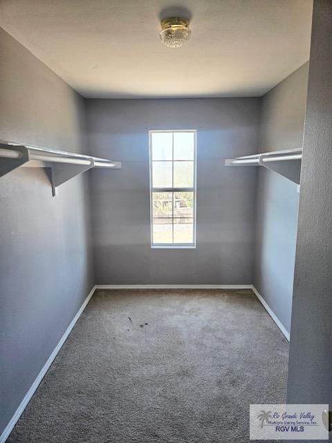 spacious closet featuring carpet flooring