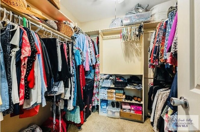 spacious closet featuring carpet