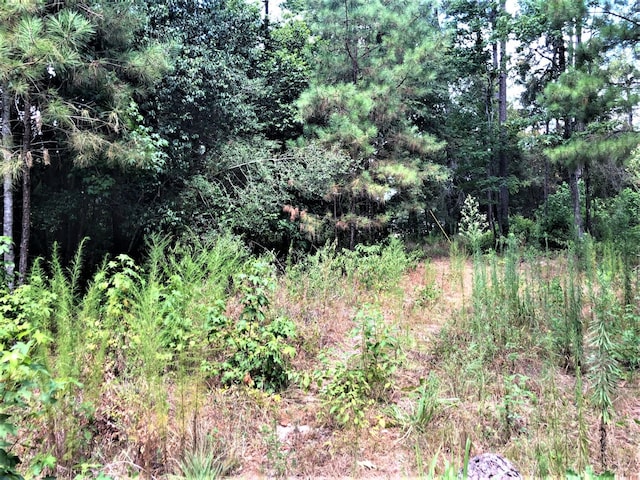 Listing photo 2 for TBD Perry Dr, Coldspring TX 77331