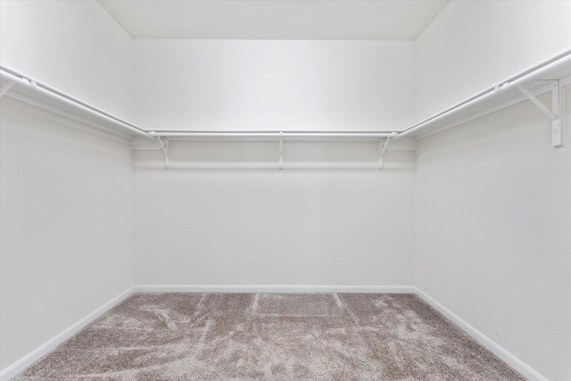 spacious closet featuring carpet floors