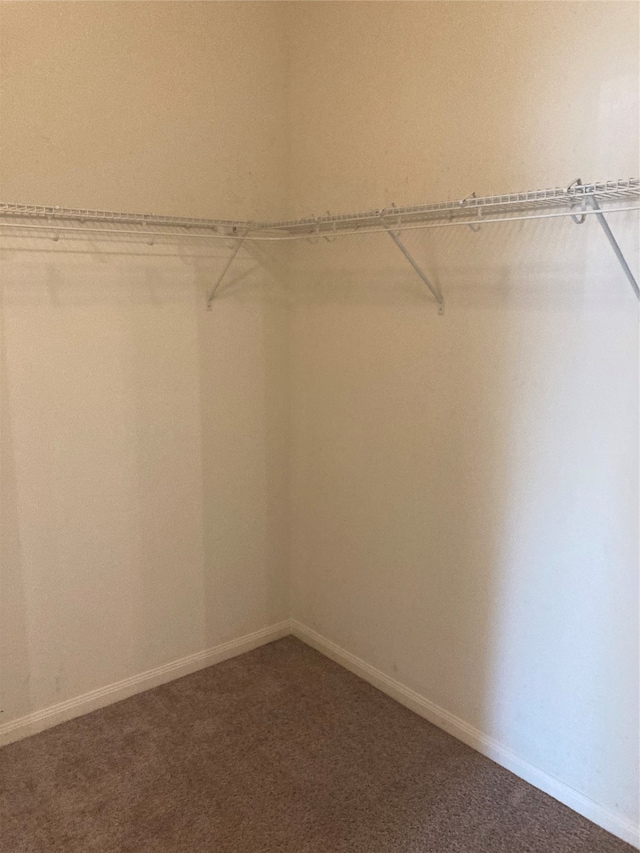 walk in closet featuring carpet