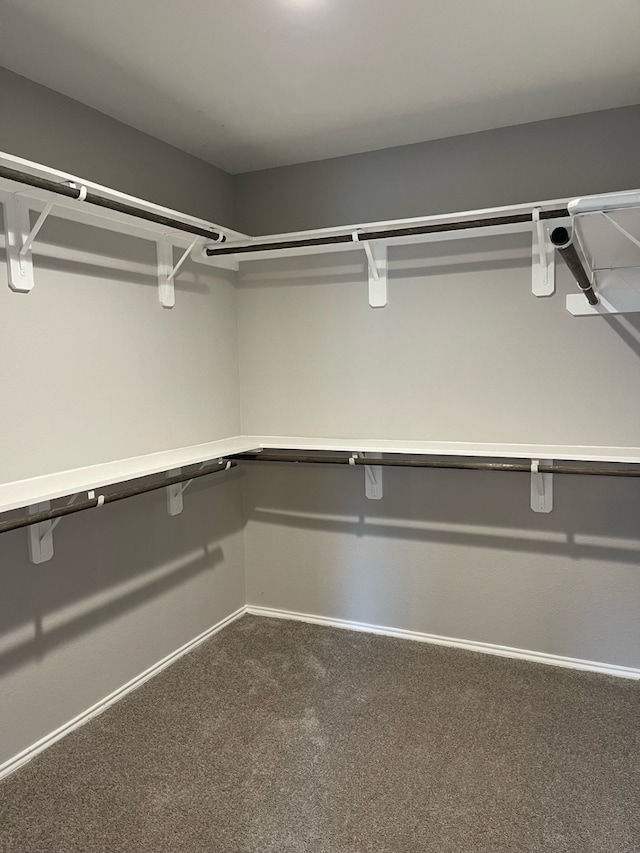 spacious closet featuring carpet floors