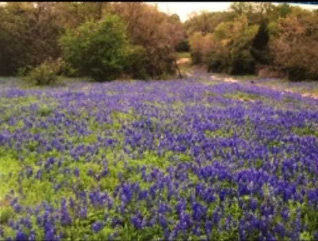 1803 Doe Run Dr, Cistern, TX 78959 - photo 28