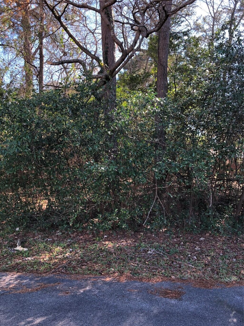 389 Live Oak, Trinity, TX 75862 - photo 1
