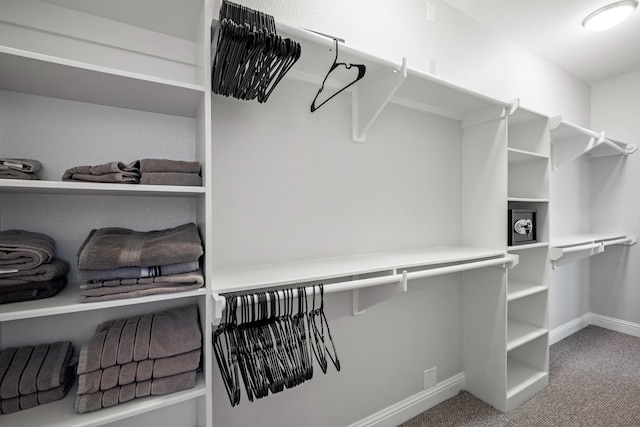 spacious closet featuring carpet