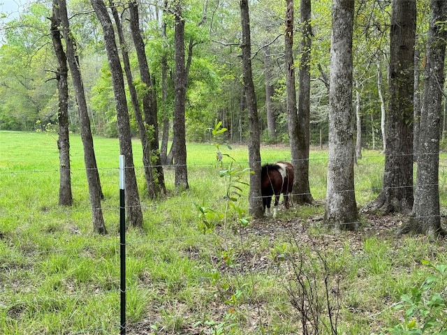 view of local wilderness