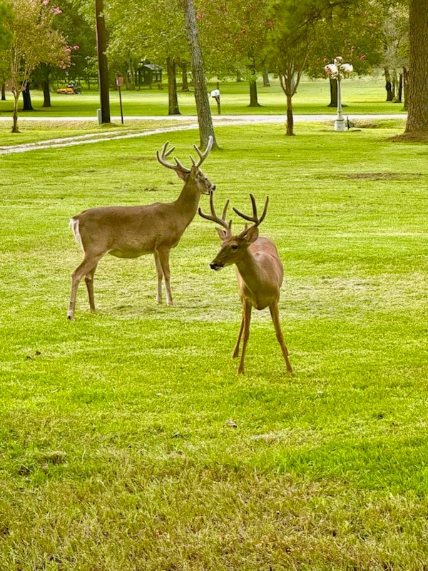 surrounding community with a lawn