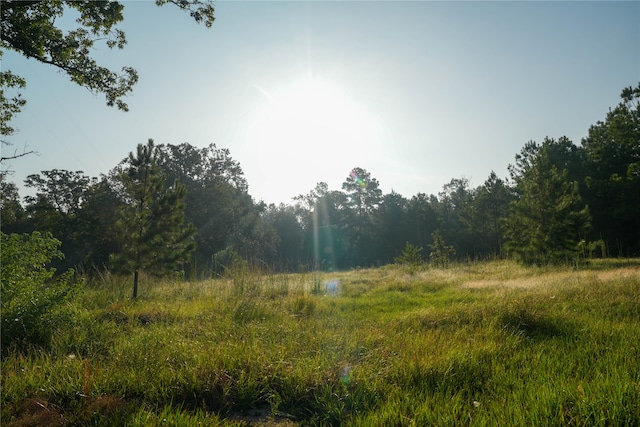 view of local wilderness