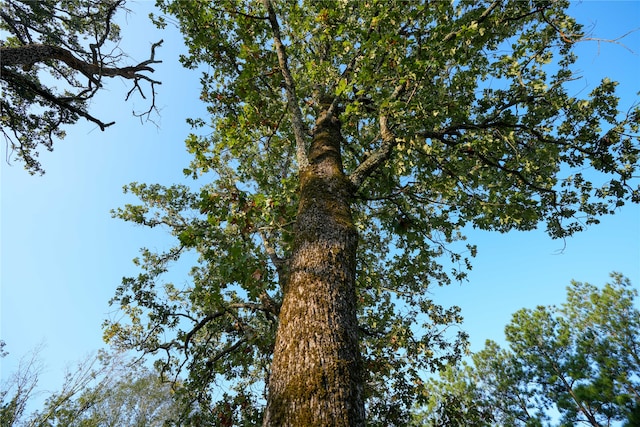 view of local wilderness