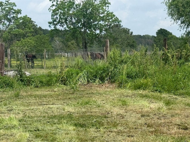 view of local wilderness