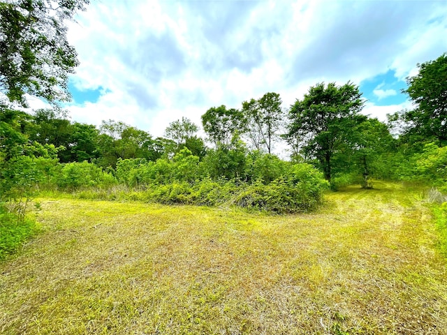 view of local wilderness