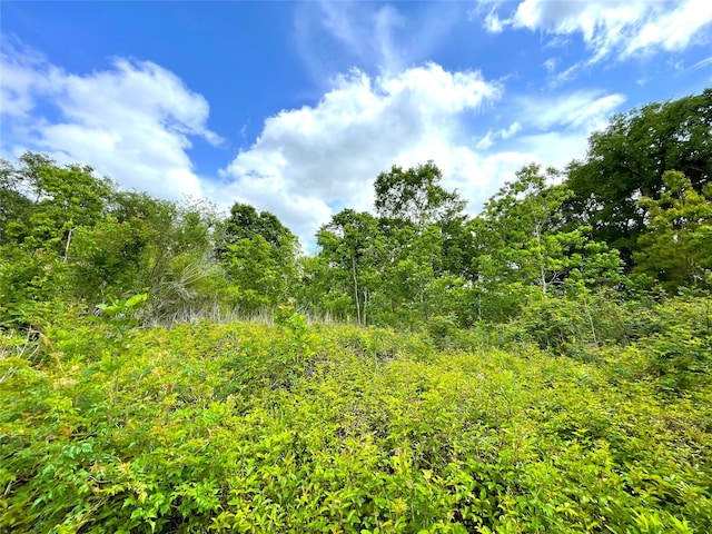 view of local wilderness