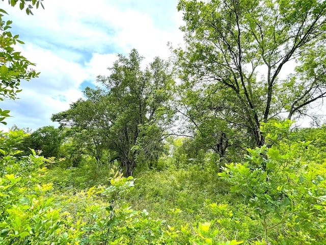 view of local wilderness