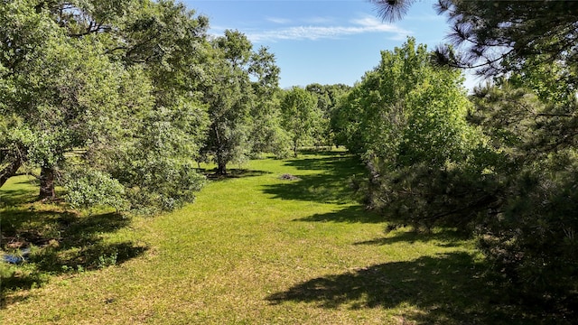 view of local wilderness