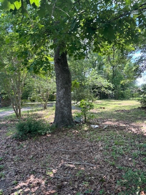 view of local wilderness