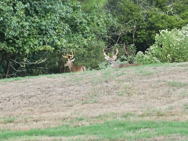 Listing photo 2 for 24440 Pine Valley Valley, Huntsville TX 77320