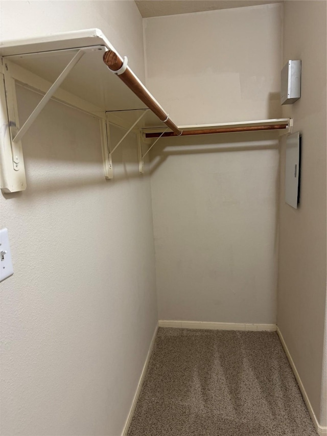 walk in closet with carpet flooring