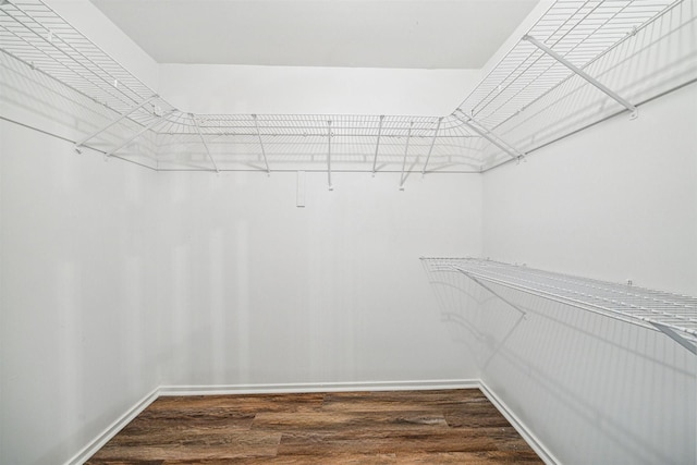 spacious closet featuring dark hardwood / wood-style flooring