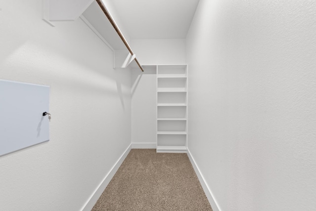 walk in closet featuring carpet floors