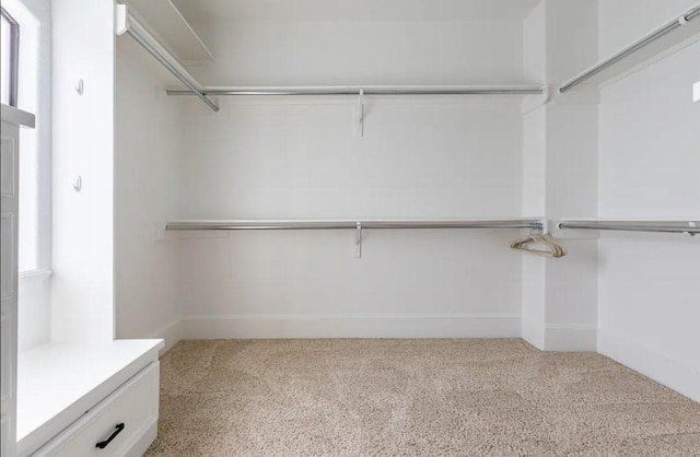 spacious closet featuring carpet