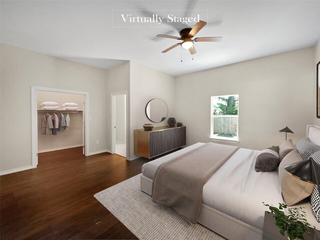 bedroom featuring ceiling fan, dark hardwood / wood-style floors, a closet, and a walk in closet