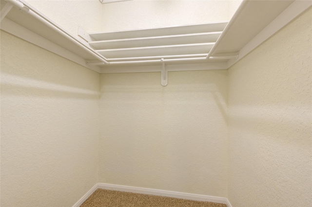 walk in closet featuring carpet flooring