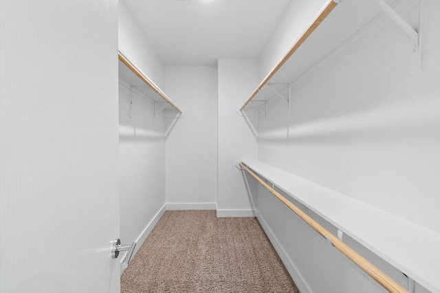 walk in closet with carpet floors