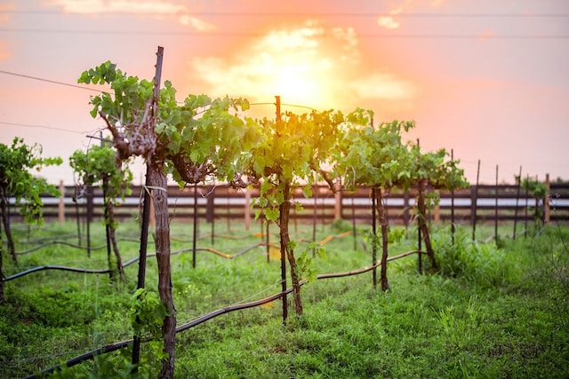 view of yard at dusk