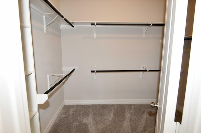 walk in closet with carpet flooring