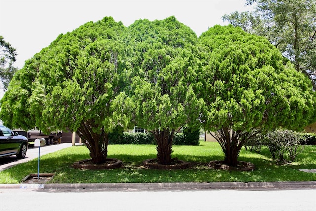 2202 Jones St, Rosenberg, TX 77471 - view of front of property with a front yard