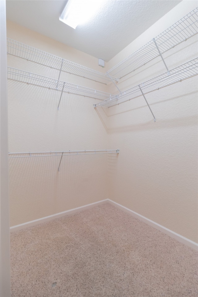 spacious closet featuring carpet