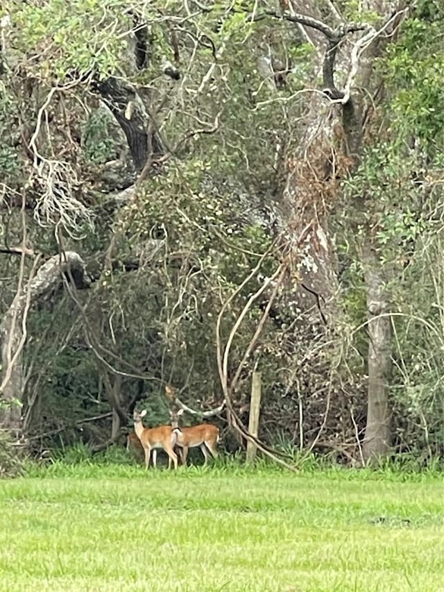 view of nature