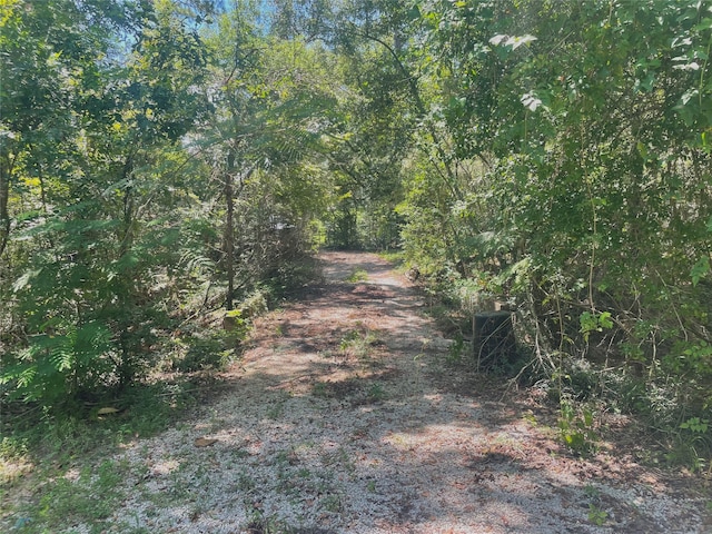 view of local wilderness