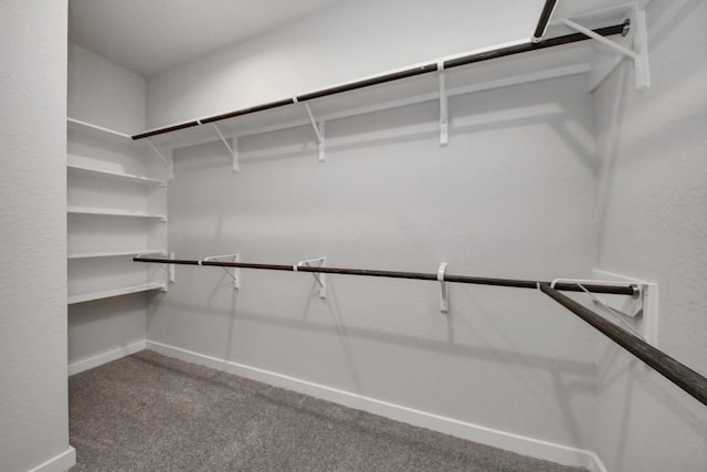 walk in closet featuring carpet floors