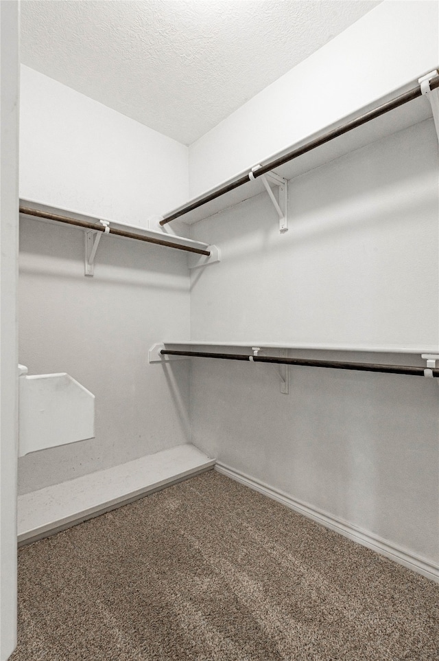 spacious closet featuring carpet