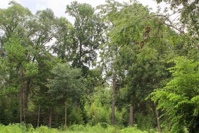 view of local wilderness