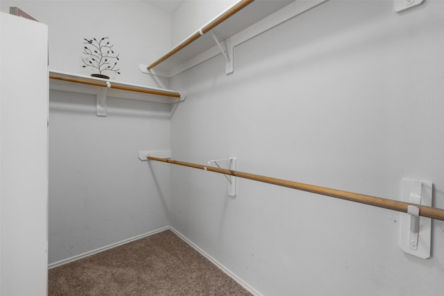 walk in closet with carpet flooring