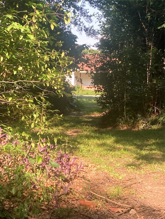 view of local wilderness