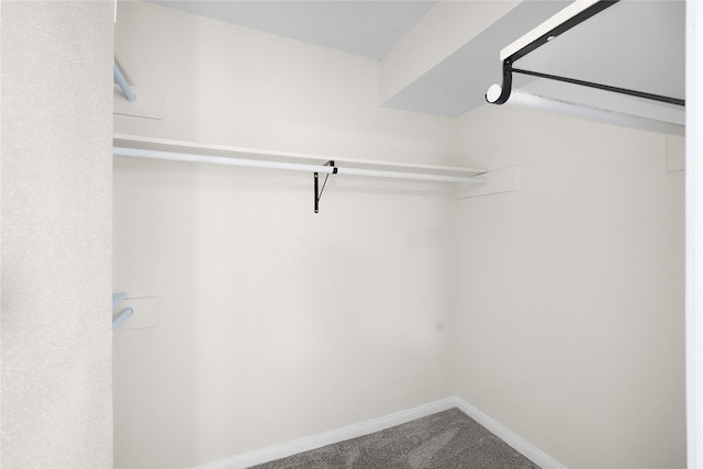 spacious closet featuring carpet flooring